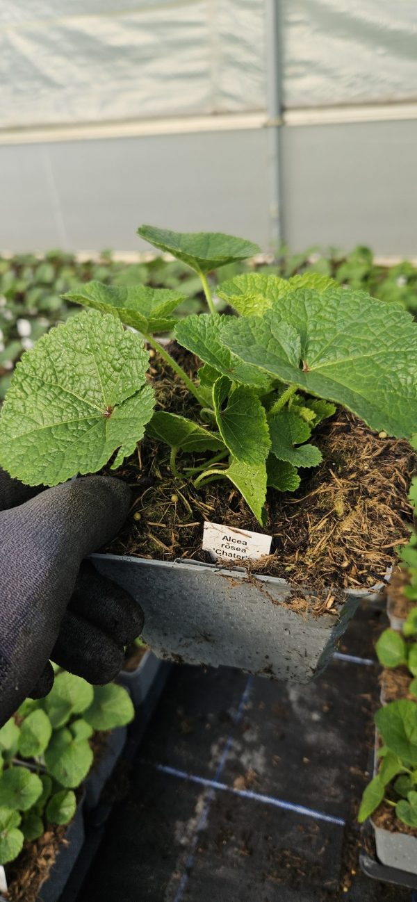 Alcea rosea 'Chater's Double Yellow'2 Alcea rosea 'Chater's Double Yellow'