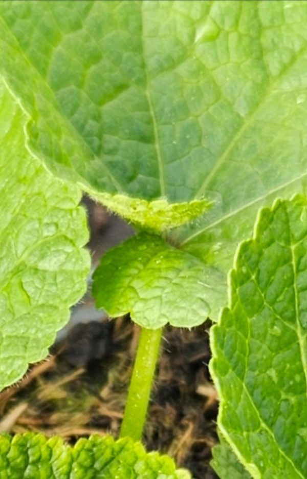 Alcea rosea 'Spring Celebrities Carmine Rose'