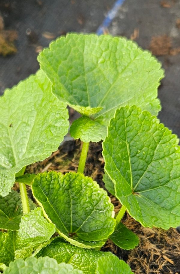 Alcea rosea 'Spring Celebrities Carmine Rose'