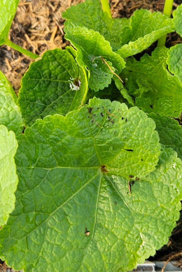 Alcea rosea 'Spring Celebrities Carmine Rose'