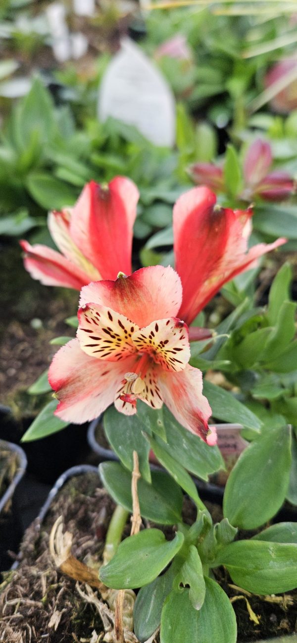 Alstroemeria ‘Inca Husky’