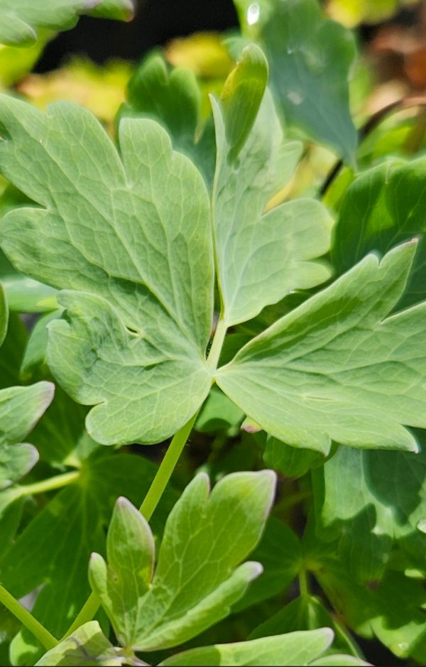 Aquilegia 'Heavenly Blue'