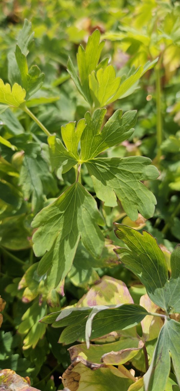 Aquilegia 'Heavenly Blue'