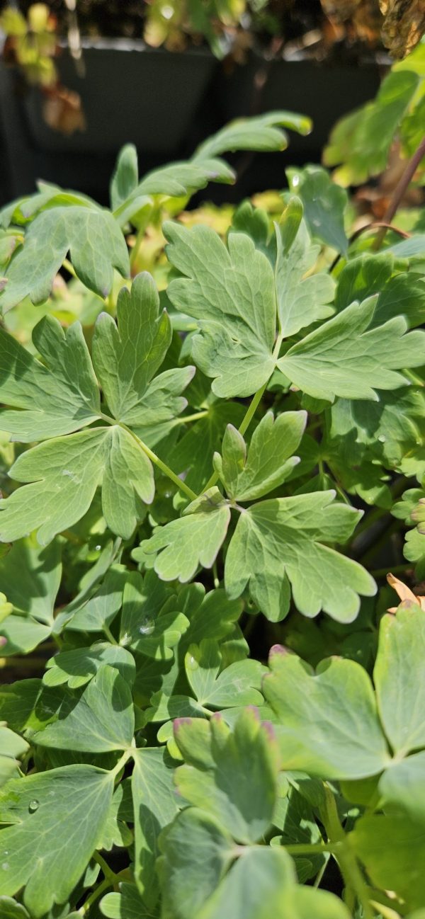 Aquilegia 'Heavenly Blue'