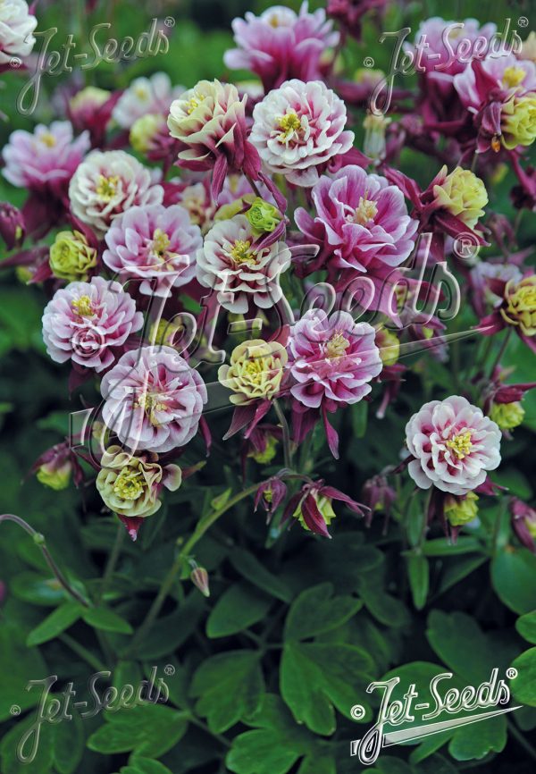 Aquilegia 'Winky Double Red and White' Aquilegia 'Winky Double Red and White'