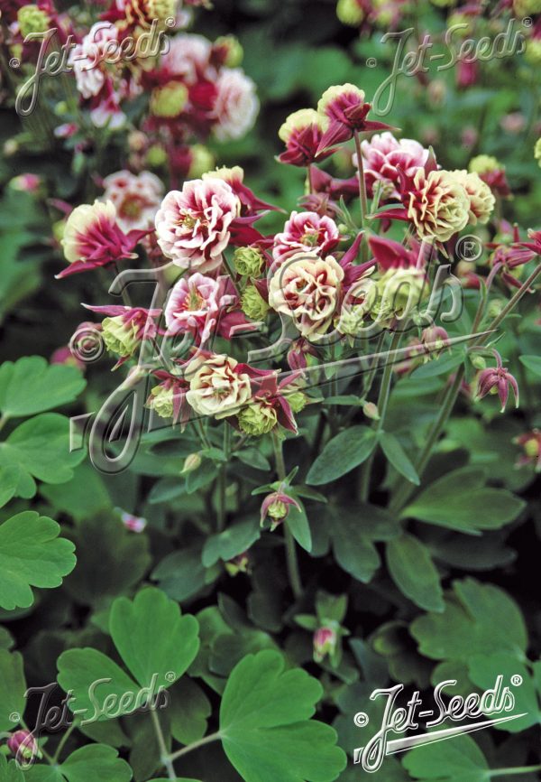 Aquilegia 'Winky Double Red and White'2 Aquilegia 'Winky Double Red and White'