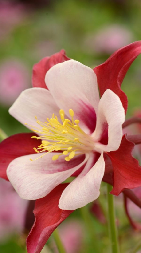 Aquilegia 'Winky Double Red and White'3 Aquilegia 'Winky Double Red and White'