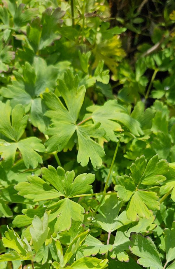 Aquilegia canadensis 'Little Lanterns' Aquilegia canadensis 'Little Lanterns'