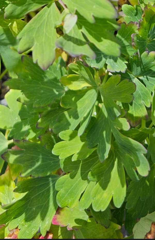 Aquilegia canadensis 'Little Lanterns'2 Aquilegia canadensis 'Little Lanterns'