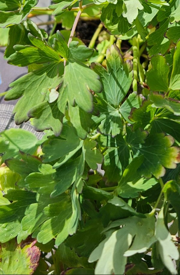 Aquilegia canadensis 'Little Lanterns'3 Aquilegia canadensis 'Little Lanterns'