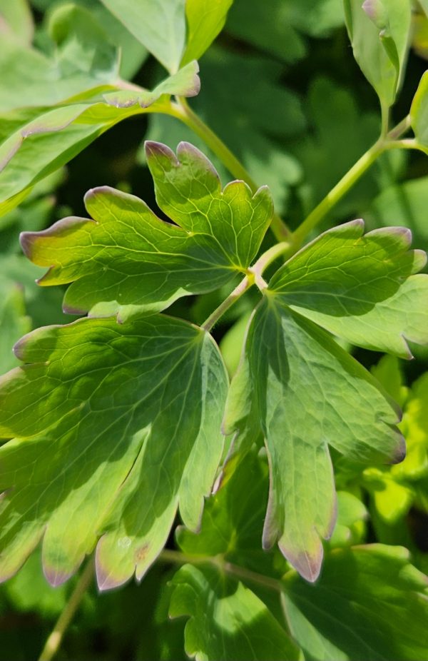 Aquilegia canadensis 'Pink Lanterns'