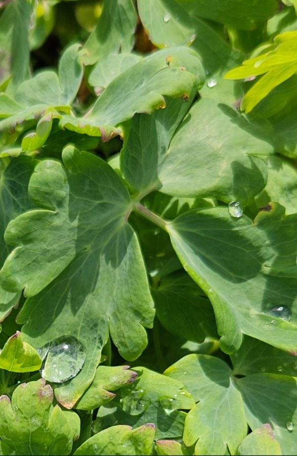 Aquilegia canadensis 'Pink Lanterns'