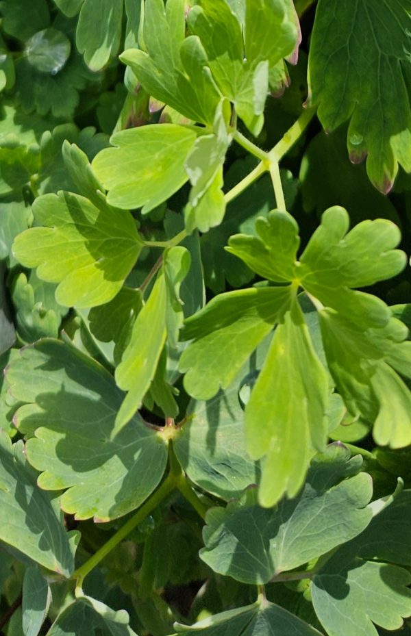 Aquilegia canadensis 'Pink Lanterns'