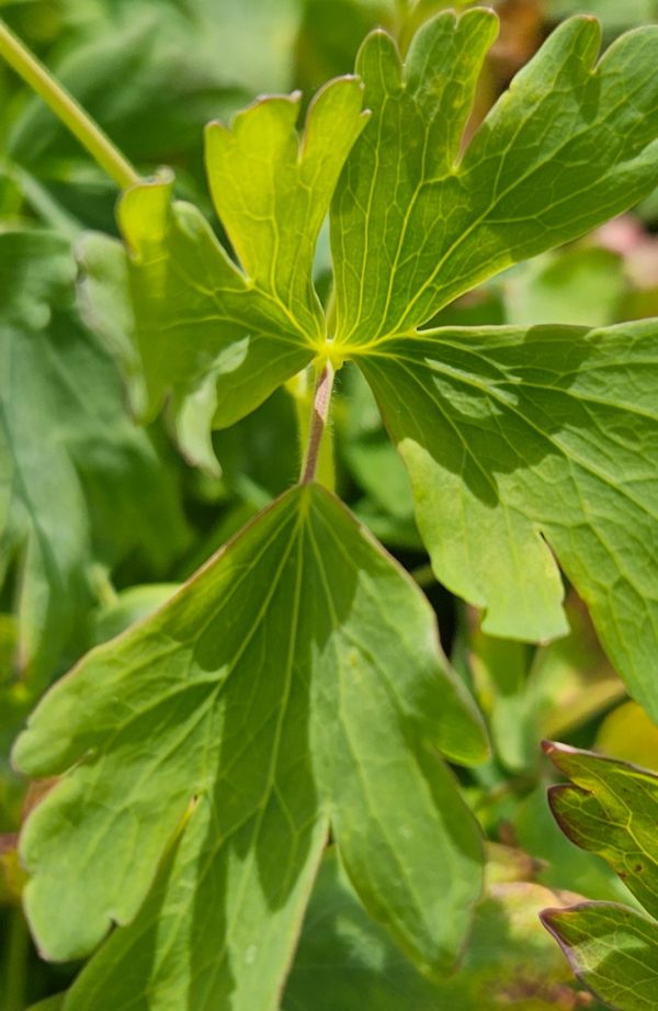 Aquilegia vulgaris 'Nora Barlow'