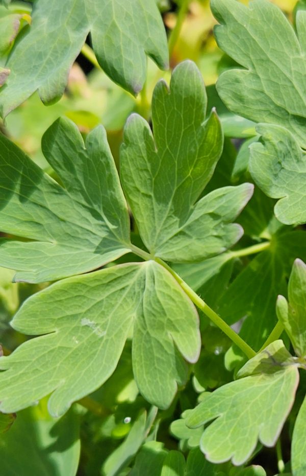 Aquilegia vulgaris 'Nora Barlow'