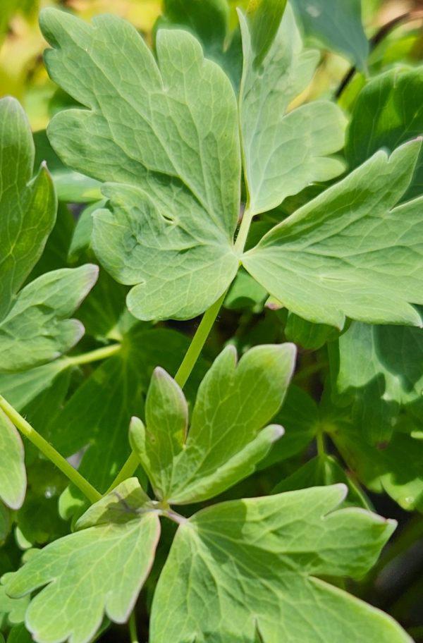 Aquilegia vulgaris 'Nora Barlow'