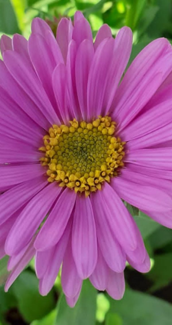 Aster alpinus 'Happy End' Aster alpinus 'Happy End'