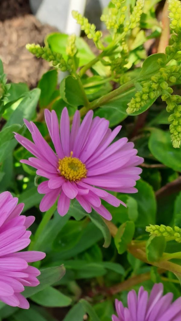 Aster alpinus 'Happy End'2 Aster alpinus 'Happy End'