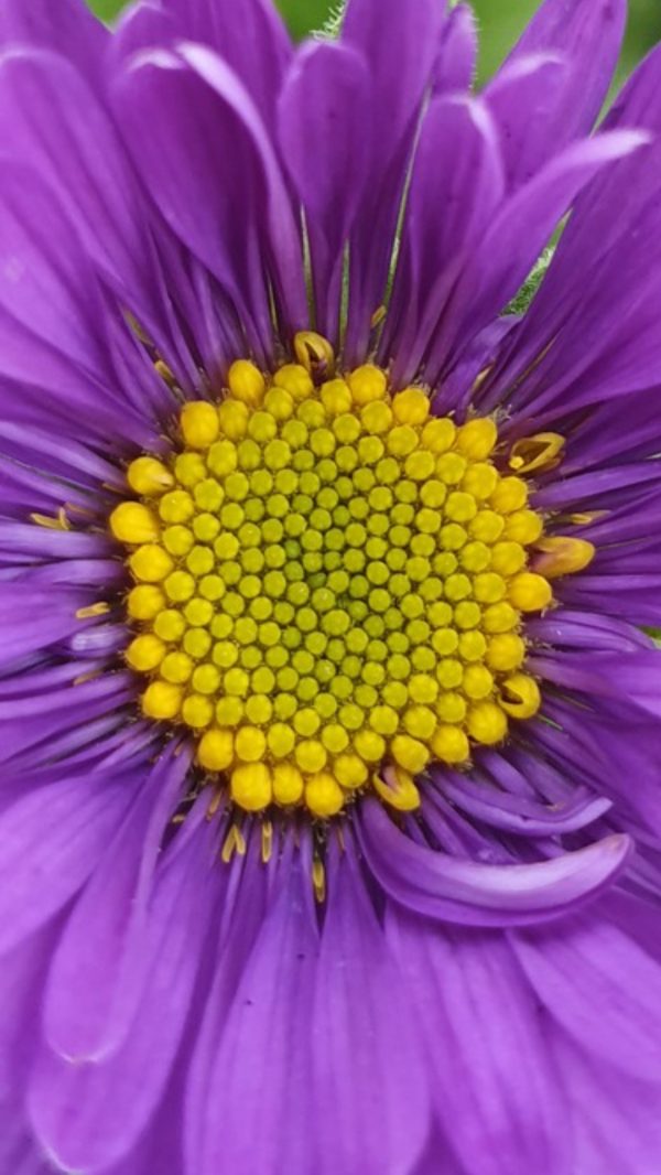Aster alpinus 'Violet'