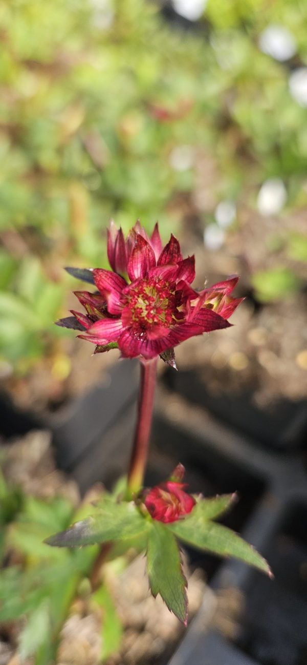 Astrantia 'Claret'2 Astrantia 'Claret'