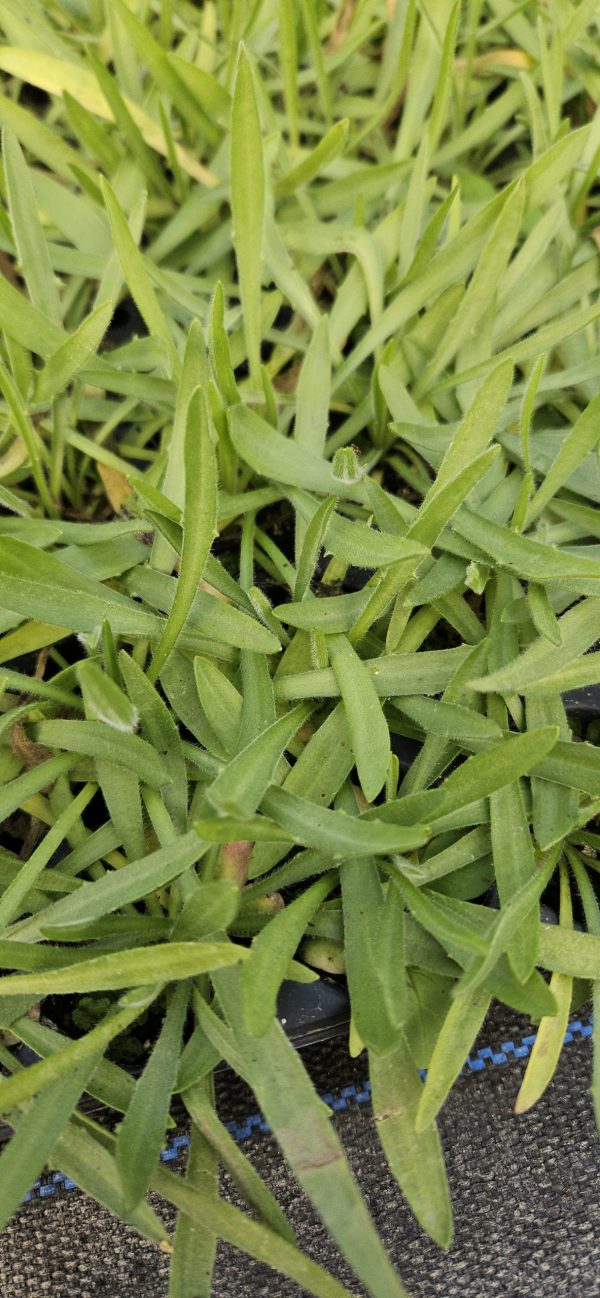 Catananche caerulea 'Alba'