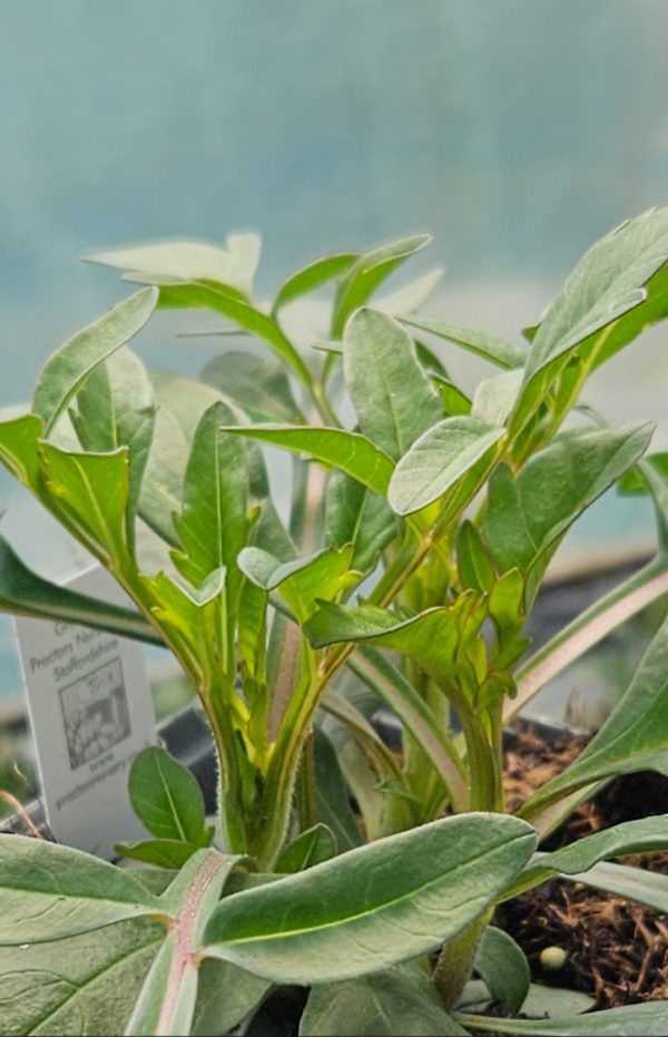 Cosmos atrosanguineus 'Black Magic'