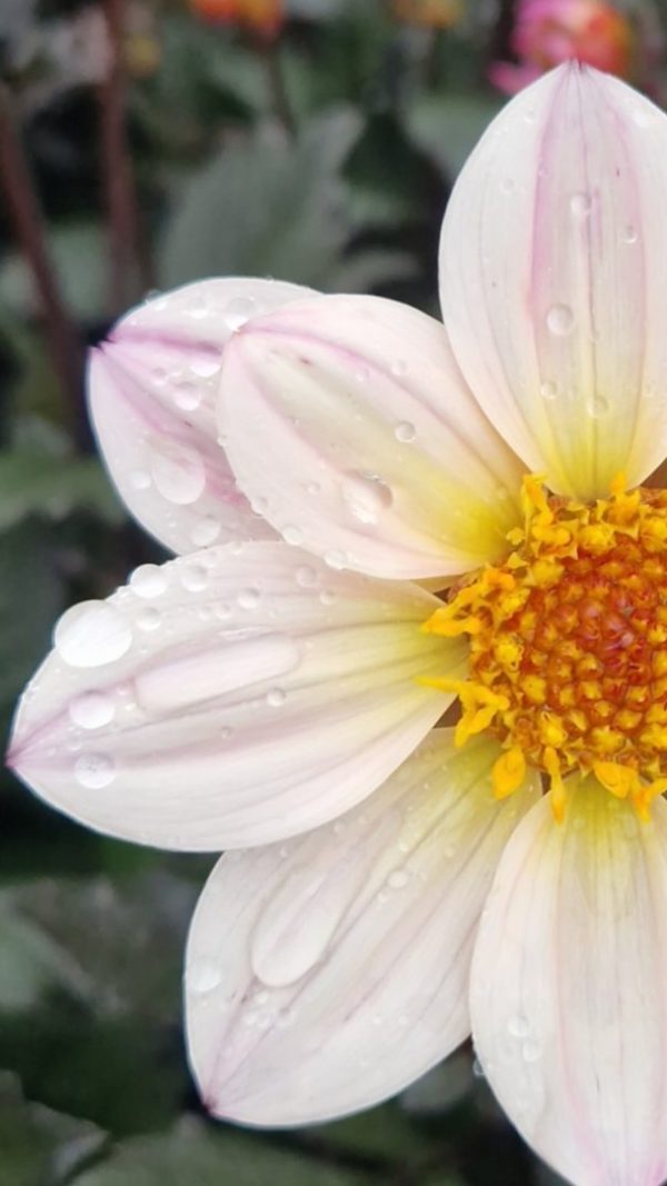 Dahlia 'Happy Days Cream' 3 Dahlia 'Happy Days Cream'