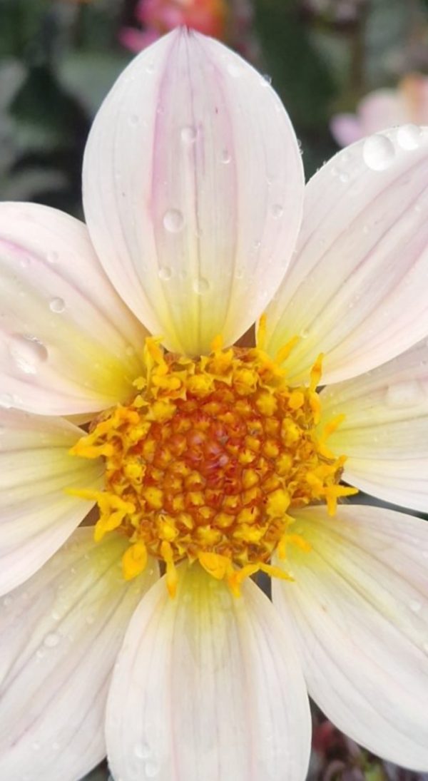 Dahlia 'Happy Days Cream' Dahlia 'Happy Days Cream'