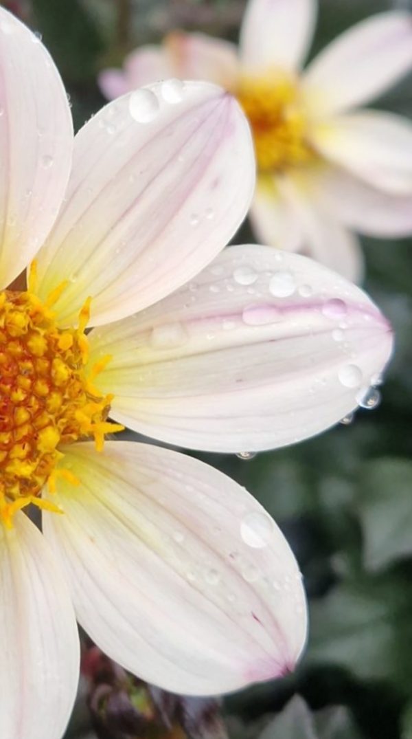 Dahlia 'Happy Days Cream'2 Dahlia 'Happy Days Cream'