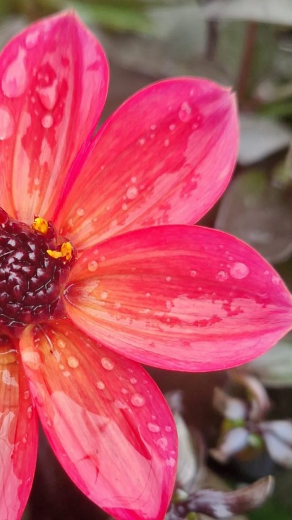Dahlia 'Happy Days Neon'3 Dahlia 'Happy Days Neon'