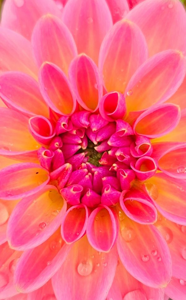 Dahlia 'Lubega Power Tropical Punch' PBR