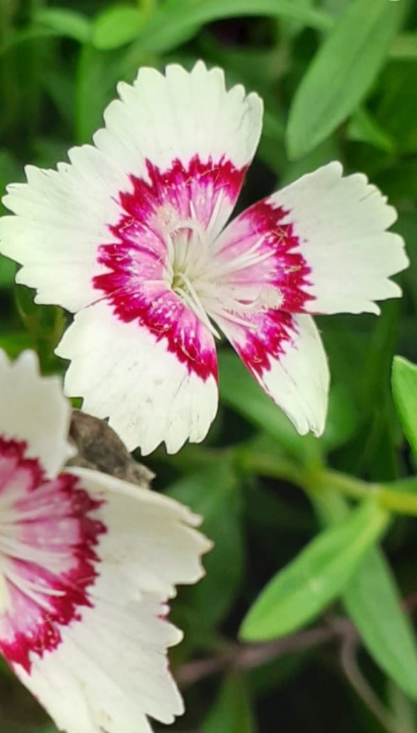 Dianthus deltoides 'Arctic Fire'