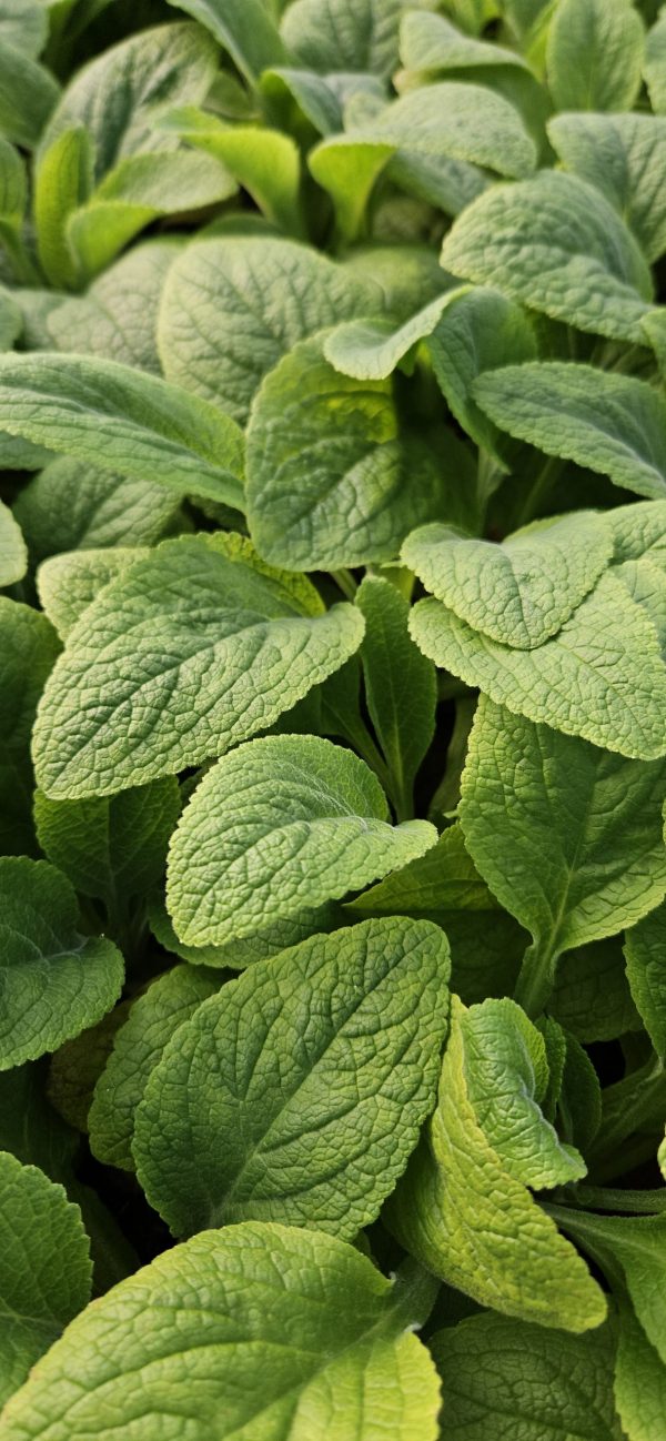 Digitalis 'Apricot Beauty'