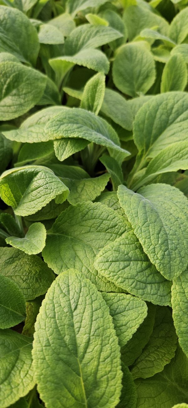 Digitalis 'Apricot Beauty'