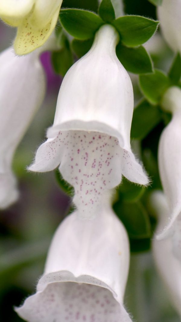 Digitalis 'Silver Cub' Digitalis 'Silver Cub'