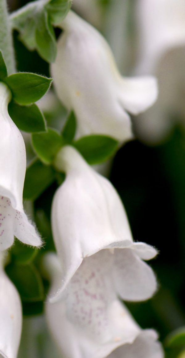 Digitalis 'Silver Cub'2 Digitalis 'Silver Cub'