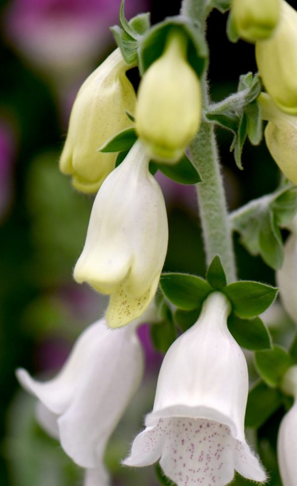 Digitalis 'Silver Cub'3 Digitalis 'Silver Cub'