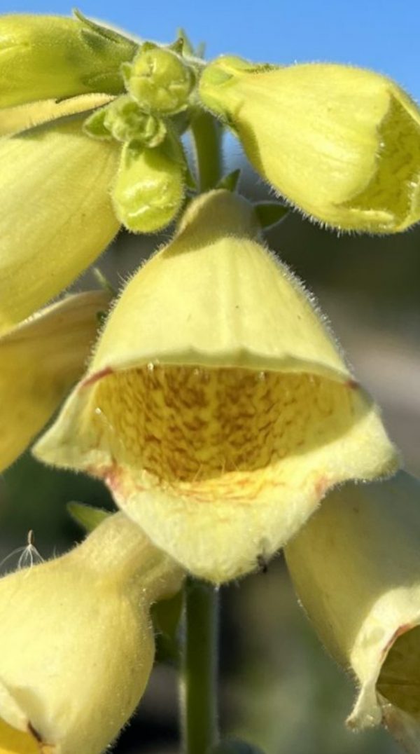 Digitalis grandiflora 'Carillon'