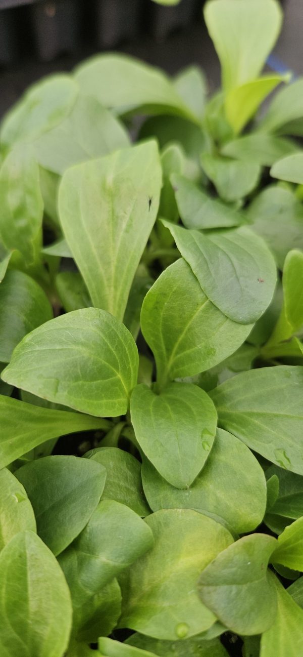 Digitalis lanata 'Cafe Creme'