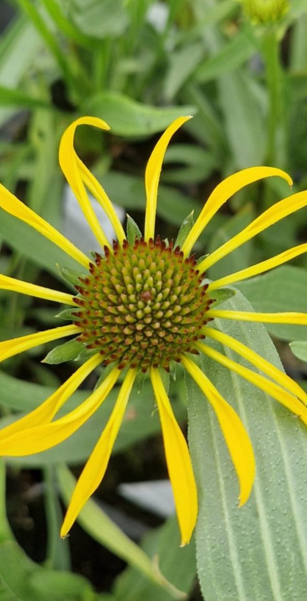 Echinacea paradoxa Echinacea paradoxa
