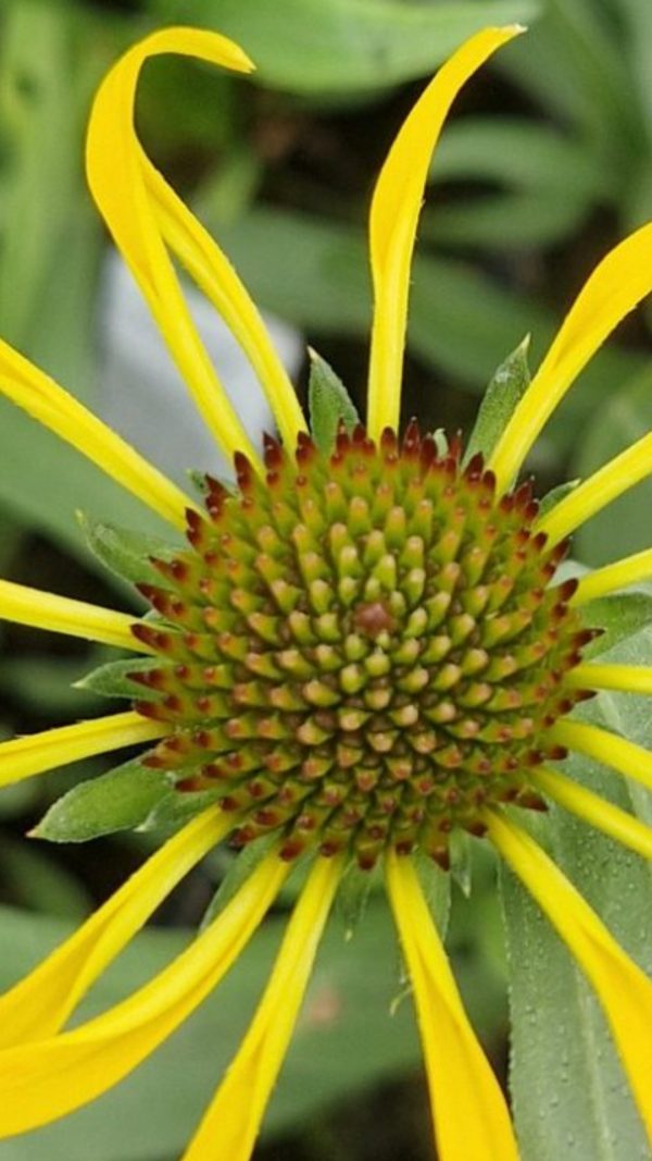 Echinacea paradoxa2 Echinacea paradoxa