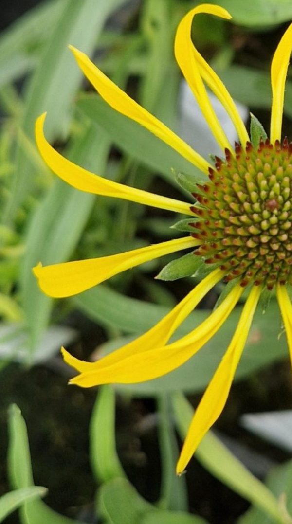 Echinacea paradoxa3 Echinacea paradoxa