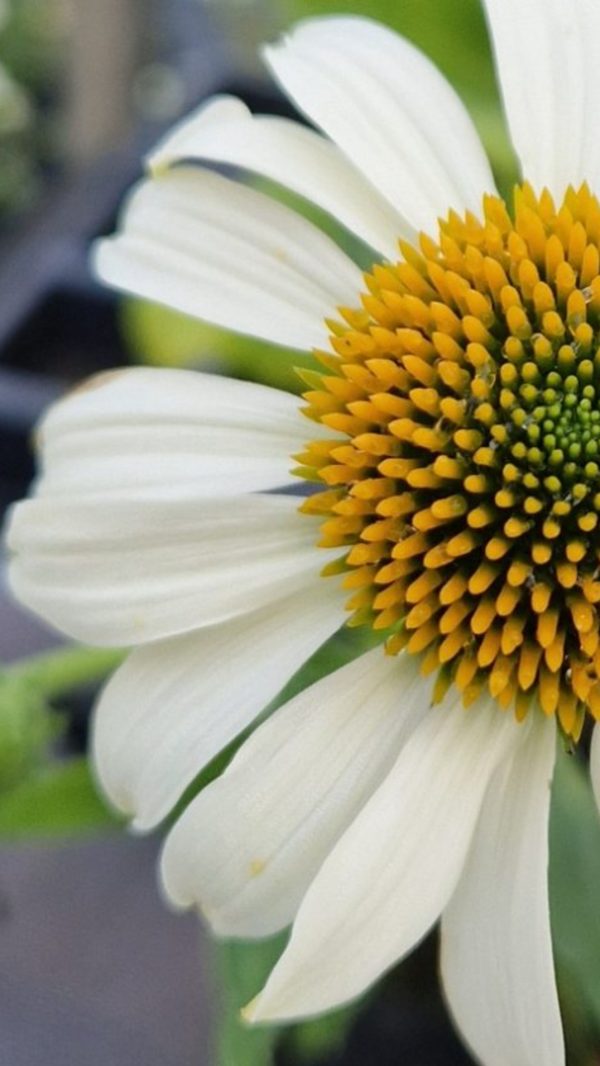 Echinacea purpurea 'Happy Star'