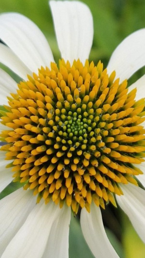 Echinacea purpurea 'Happy Star'