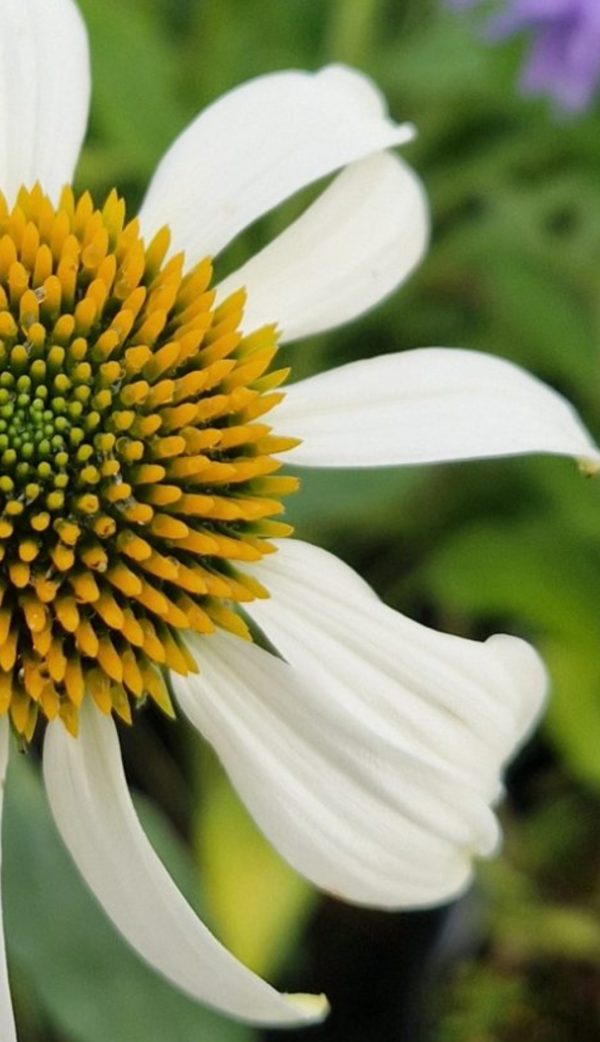 Echinacea purpurea 'Happy Star'