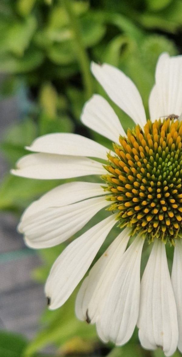 Echinacea purpurea 'Lucky Star'