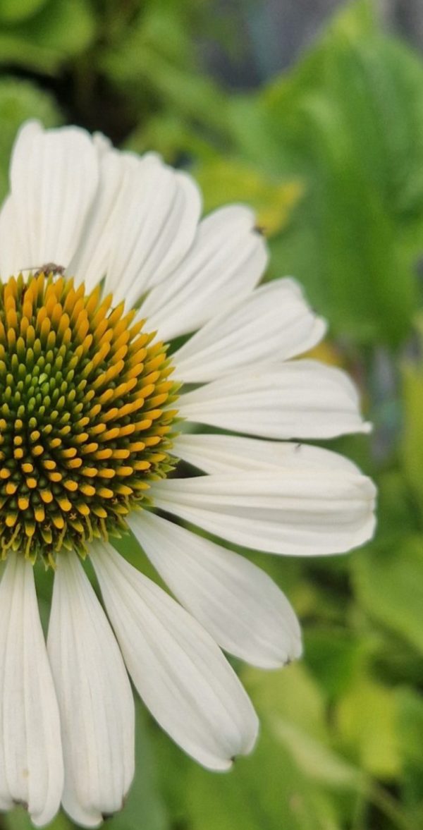 Echinacea purpurea 'Lucky Star'