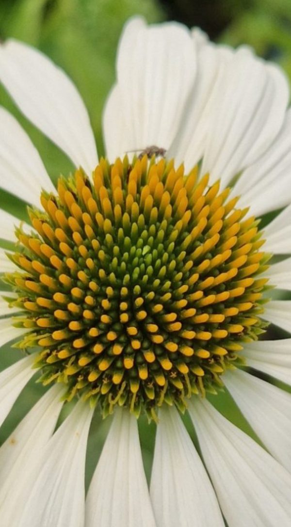 Echinacea purpurea 'Lucky Star'