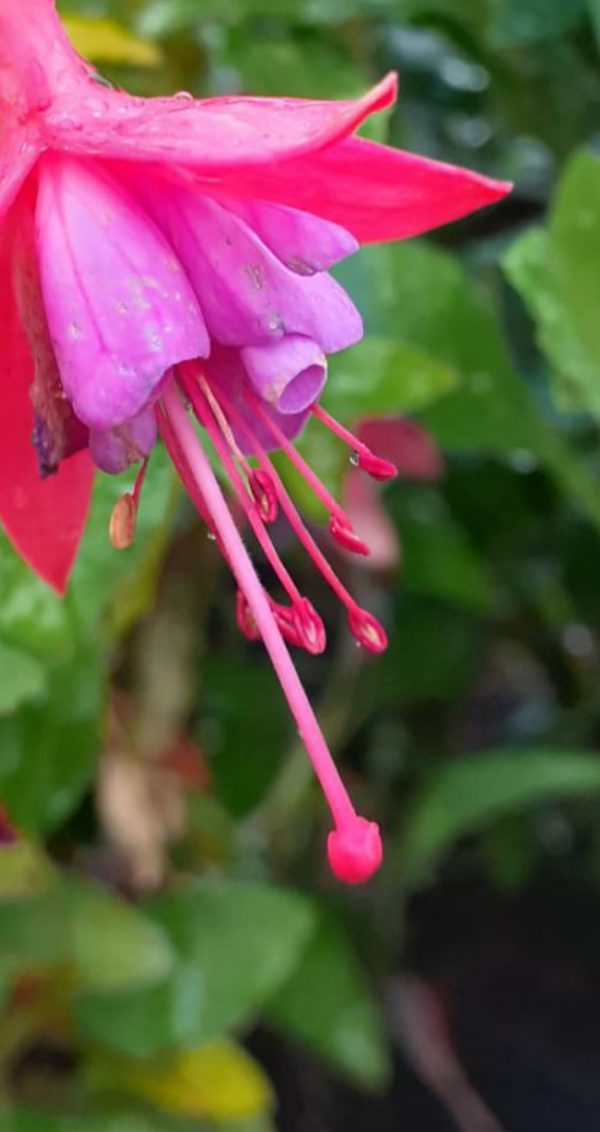 Fuchsia 'Thumbelina Gem' Fuchsia 'Thumbelina Gem'