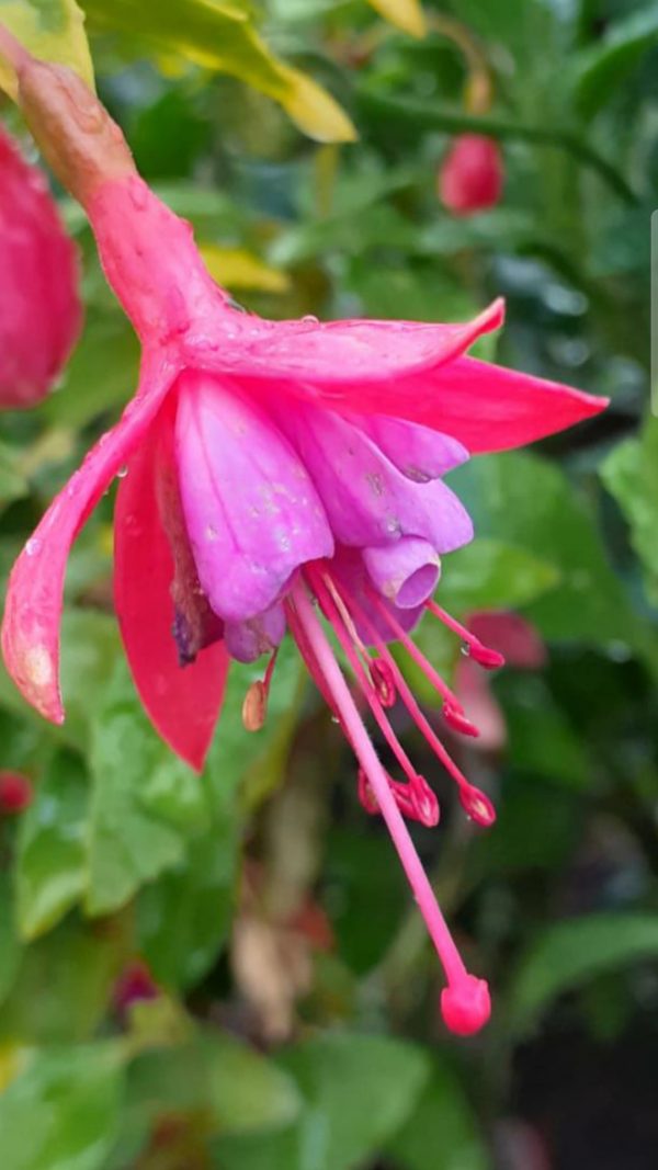 Fuchsia 'Thumbelina Gem'2 Fuchsia 'Thumbelina Gem'